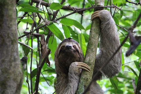 23 Animais Da Amazônia Espécies Nativas Preservação E Extinção