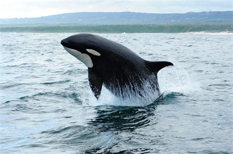 Female Orca Photographed Off The Coast Of Schoennies At Port