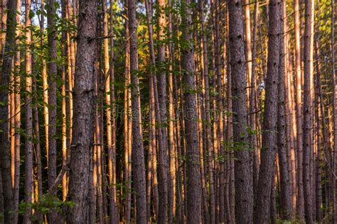 Northwoods Wisconsin Pine Forest Stock Photos Free And Royalty Free