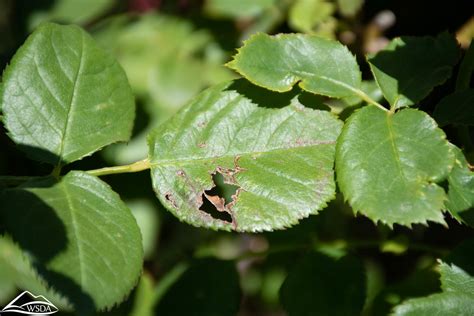 Japanese Beetle Trapping And Damage Trapping And Catching Flickr