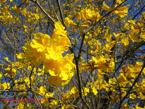 There is a trail leading through this grove of beautiful yellow flowering trees! Yellow Flowers? Tabebuia Trees - Miss Smarty Plants