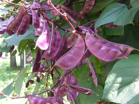 Hyacinth Beans Facts Health Benefits And Nutritional Value