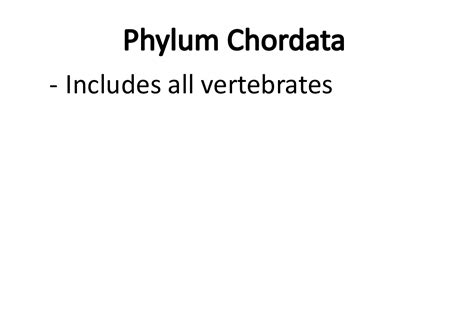 Phylum Chordata Exploring Vertebrates With Mr Skirbst