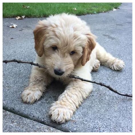 If you are looking to adopt or buy a goldendoodle take a look here! Testimonials - Irish Doodle & Goldendoodle Puppies For ...