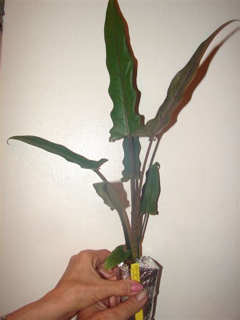 Long spear shaped leaves are glossy and upright in form with wavy edges. Polynesian Produce Stand : ~BAROQUE ALOCASIA ...