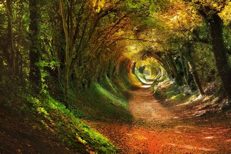 Tree Tunnel In Halnaker West Sussex Its An Old Roman Road That Used