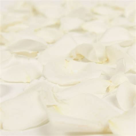 White Rose Petals Approximately 3000 Units Fresh Cut Flowers By