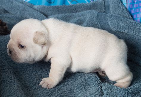 There are many kinds of diseases that can cause fast breathing. 36 HQ Images Do Puppies Breath Fast When They Are Sleeping / What Cause A Dog Breathing Fast ...