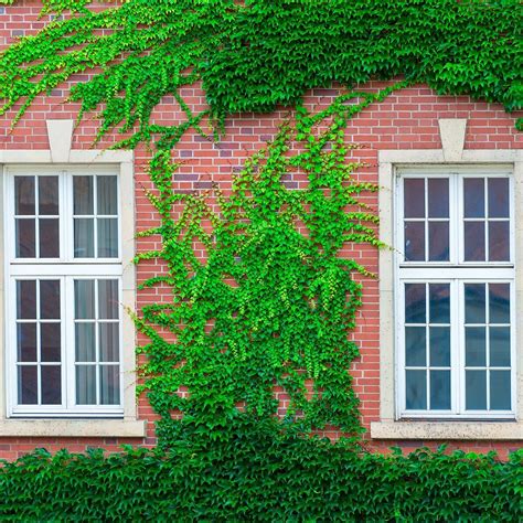 We did not find results for: Beautiful Climbing Vines for Your Garden | Climbing vines ...