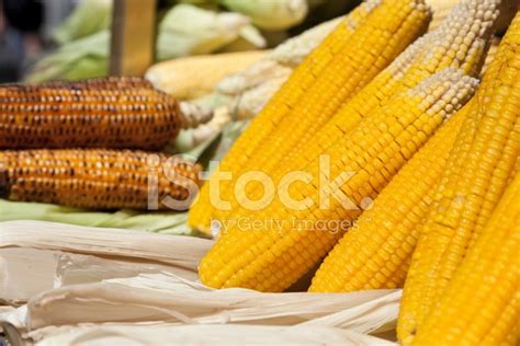 Roasted Corn Stock Photo Royalty Free Freeimages