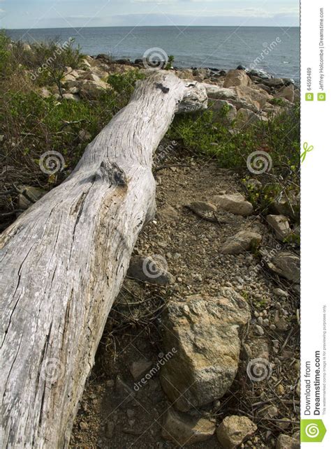 Driftwood Log On A Beach At The Ocean In Connecticut Stock Image Image Of Ocean Point