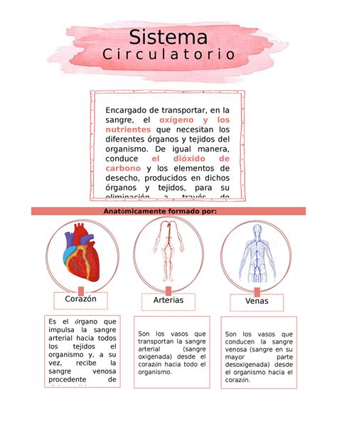 Sistema Circulatorio Apuntes De Clase Sistemas Del Cuerpo Humano The