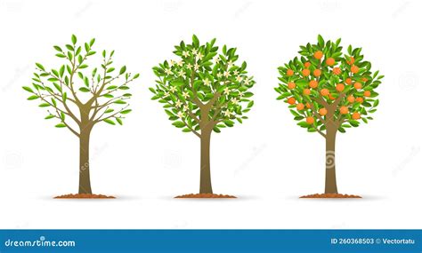 Orange Tree Growth Stages Stock Vector Illustration Of Nature