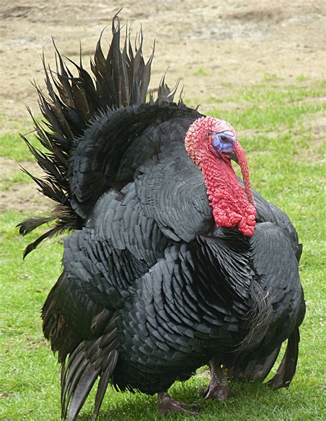 Fileturkey Bird J2 Wikimedia Commons