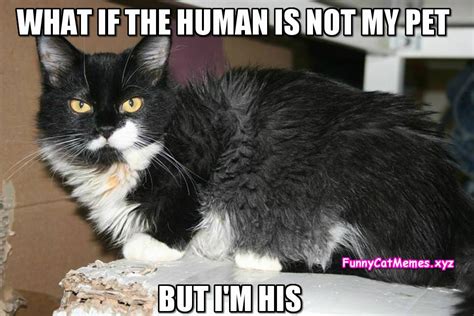 What If The Human Is Not My Pet Funny Cat Meme