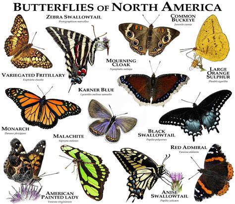 Butterflies Of North America Poster Print Etsy Butterfly Species