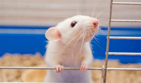 While mice themselves are generally harmless, they are known carriers of a variety of pests and diseases that in some cases may be harmful to you, your family or. Baby Mouse Tears Turn Off Female Mice | Asian Scientist ...