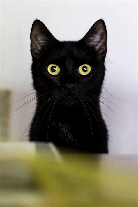 21916 Best Black Cats Everywhere Images On Pinterest Black Cats