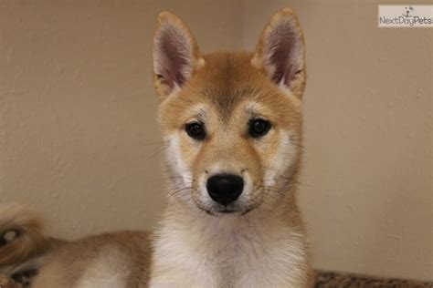 The first coin, shiba inu token (shib) was listed on uniswap and began trading at essentially nothing. Shiba M2: Shiba Inu puppy for sale near Omaha / Council ...