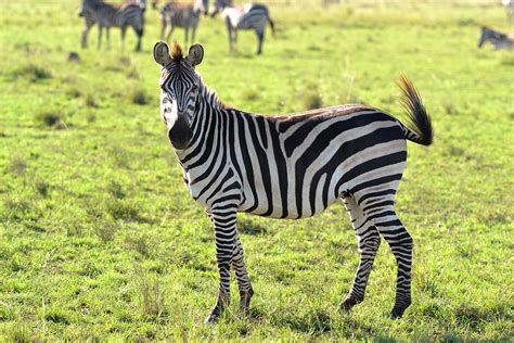 Animals Wild Animal Zebra Free Photo On Pixabay