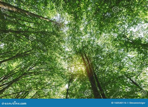 In Silent Forest Low Angle View Below Tall Trees Stock Photo Image