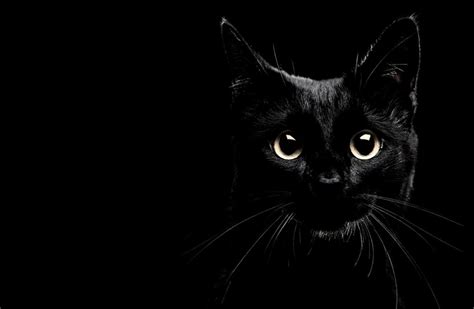 Black Cat Wallpapers Wallpaper Cave 401