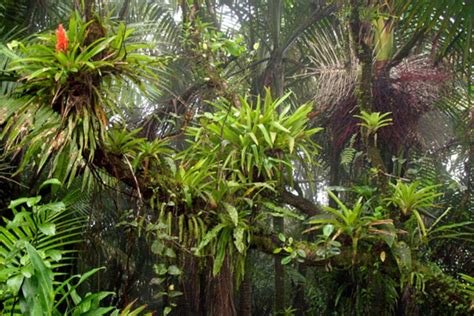 Tropical Rainforest Plants Adaptations To Environment
