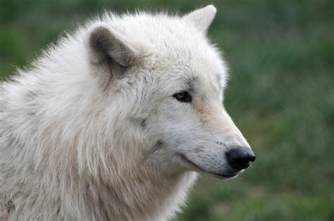 Arctic Wolf 20130401 4 By Furlined On Deviantart
