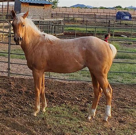 Palomino Roan Filly By One Shiney Metallic
