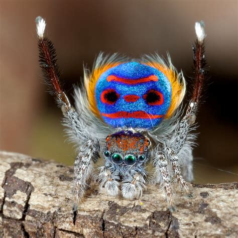 A Colorful Peacock Spider Dances To Y M C A