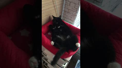 Смешной кот Деловой кот отдыхает Youtube