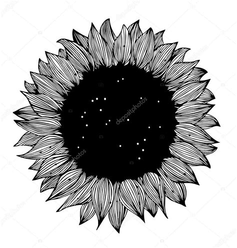 Sunflower Black And White — Stock Vector © Silmen 53038161