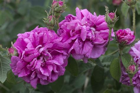 Colori romantici, teneri, luminosi, fiori dolci. Novaspina - Chi siamo | Tea roses, Flowers, Rose