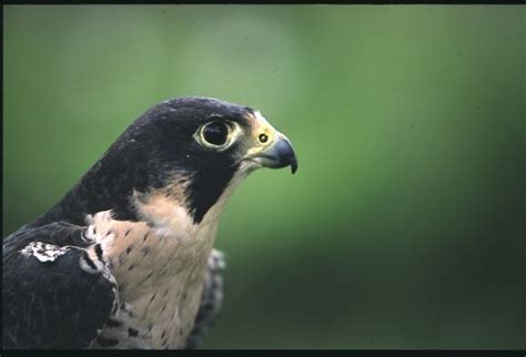 Funny Peregrine Falcon Funny Animal