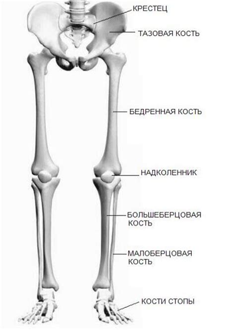 Между бедренной и большеберцовой костями какое. Малая берцовая кость. Анатомия малоберцовой кости. Скелет человека малая берцовая кость. Большеберцовая и малоберцовая кость анатомия человека.