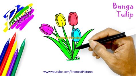 Sketsa Gambar Bunga Tulip Beserta Warnanya