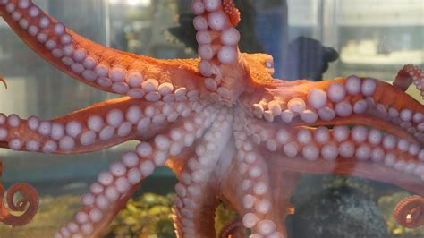 Octopus Feeding At Hatfield Visitor Center In Newport Youtube