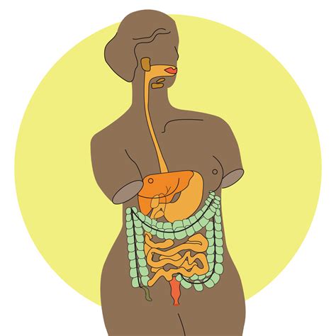 your digestive system — womanly magazine