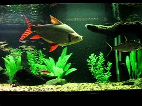Semaprochilodus insignis flagtail prochilodus seriously fish. Flagtail Prochilodus in 180 Gallon Fish Tank - YouTube