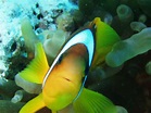 Amphiprioninae Free Photo Download | FreeImages