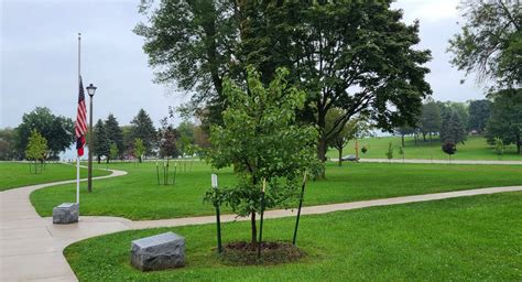 Survivor Tree Seedlings Are Symbol Of Rebirth In Wisconsin