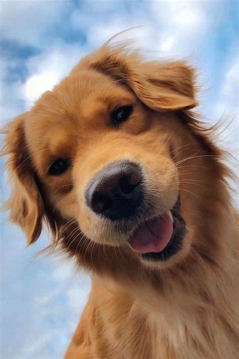 They are well trained and friendly puppies. Golden Retriever Breeders Colorado Springs