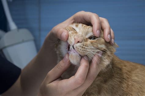 Common Infectious Diseases In Cats