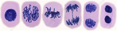 Plant Cell Mitosis Light Micrograph Stock Image C0225092