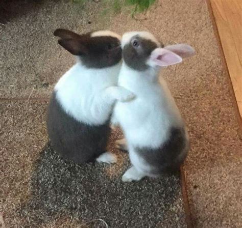 two rabbits sitting on the ground with their arms around each other s backs facing opposite