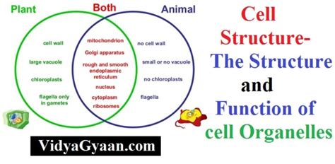 Parts and functions of plant cell organelles. Cell Structure- The Structure and Function of cell ...