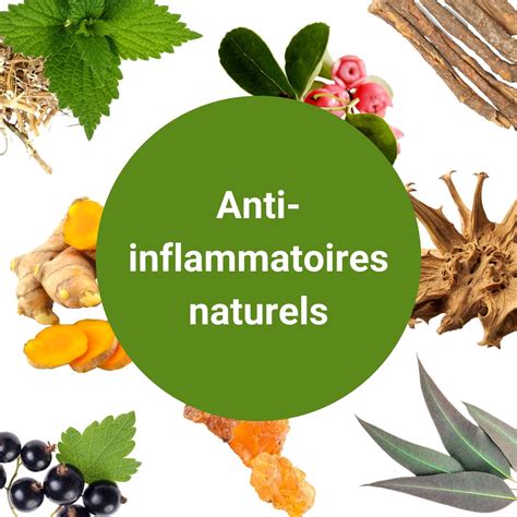 Les Anti Inflammatoires Naturels Les Plus Puissants