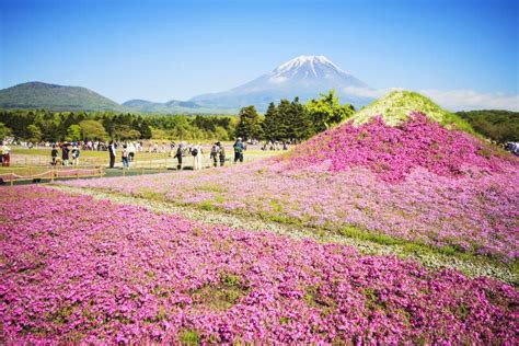 The Fuji With The Field Of Pink Moss At Shibazakura Festival Ya