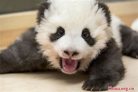 Berlin Zoo Releases New Photos Of Panda Twins Cn