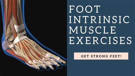 There are many ligaments in the foot. BEST Foot Intrinsic Muscle Strengthening Exercises To Get Strong Feet! | My Fitness Information ...